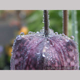 Bulbs & Tubers ~ Fritillaria meleagris, Checkered Lily ~ Dancing Oaks Nursery and Gardens ~ Retail Nursery ~ Mail Order Nursery