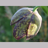 Bulbs & Tubers ~ Fritillaria affinis (F. lanceolata) , Chocolate Lily ~ Dancing Oaks Nursery and Gardens ~ Retail Nursery ~ Mail Order Nursery