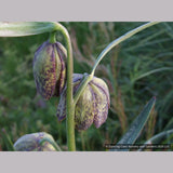 Bulbs & Tubers ~ Fritillaria affinis (F. lanceolata) , Chocolate Lily ~ Dancing Oaks Nursery and Gardens ~ Retail Nursery ~ Mail Order Nursery