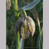 Bulbs & Tubers ~ Fritillaria affinis (F. lanceolata) , Chocolate Lily ~ Dancing Oaks Nursery and Gardens ~ Retail Nursery ~ Mail Order Nursery