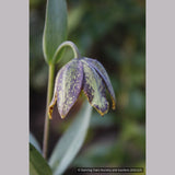 Bulbs & Tubers ~ Fritillaria affinis (F. lanceolata) , Chocolate Lily ~ Dancing Oaks Nursery and Gardens ~ Retail Nursery ~ Mail Order Nursery