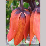 Bulbs & Tubers ~ Fritillaria imperialis 'Rubra Maxima', Crown Imperial ~ Dancing Oaks Nursery and Gardens ~ Retail Nursery ~ Mail Order Nursery