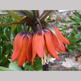 Bulbs & Tubers ~ Fritillaria imperialis 'Rubra Maxima', Crown Imperial ~ Dancing Oaks Nursery and Gardens ~ Retail Nursery ~ Mail Order Nursery