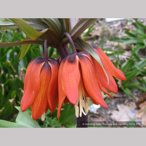Bulbs & Tubers ~ Fritillaria imperialis 'Rubra Maxima', Crown Imperial ~ Dancing Oaks Nursery and Gardens ~ Retail Nursery ~ Mail Order Nursery