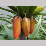 Bulbs & Tubers ~ Fritillaria imperialis 'Rubra Maxima', Crown Imperial ~ Dancing Oaks Nursery and Gardens ~ Retail Nursery ~ Mail Order Nursery