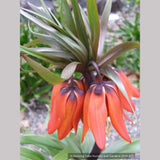 Bulbs & Tubers ~ Fritillaria imperialis 'Rubra Maxima', Crown Imperial ~ Dancing Oaks Nursery and Gardens ~ Retail Nursery ~ Mail Order Nursery