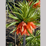 Bulbs & Tubers ~ Fritillaria imperialis 'Rubra Maxima', Crown Imperial ~ Dancing Oaks Nursery and Gardens ~ Retail Nursery ~ Mail Order Nursery