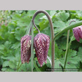 Bulbs & Tubers ~ Fritillaria meleagris, Checkered Lily ~ Dancing Oaks Nursery and Gardens ~ Retail Nursery ~ Mail Order Nursery
