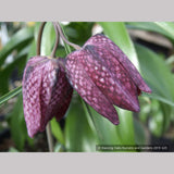 Bulbs & Tubers ~ Fritillaria meleagris, Checkered Lily ~ Dancing Oaks Nursery and Gardens ~ Retail Nursery ~ Mail Order Nursery