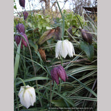Bulbs & Tubers ~ Fritillaria meleagris, Checkered Lily ~ Dancing Oaks Nursery and Gardens ~ Retail Nursery ~ Mail Order Nursery