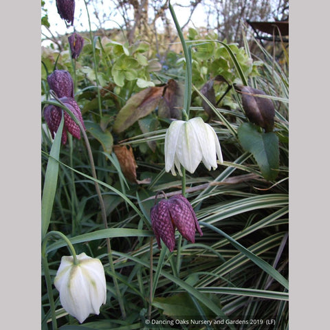 Bulbs & Tubers ~ Fritillaria meleagris, Checkered Lily ~ Dancing Oaks Nursery and Gardens ~ Retail Nursery ~ Mail Order Nursery