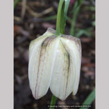 Bulbs & Tubers ~ Fritillaria meleagris, Checkered Lily ~ Dancing Oaks Nursery and Gardens ~ Retail Nursery ~ Mail Order Nursery