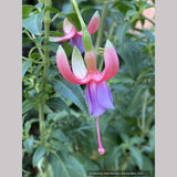 Perennials ~ Fuchsia 'Foxgrove Wood', Hardy Fuchsia ~ Dancing Oaks Nursery and Gardens ~ Retail Nursery ~ Mail Order Nursery