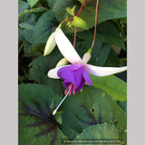 Perennials ~ Fuchsia 'Delta's Sarah', Hardy Fuchsia ~ Dancing Oaks Nursery and Gardens ~ Retail Nursery ~ Mail Order Nursery