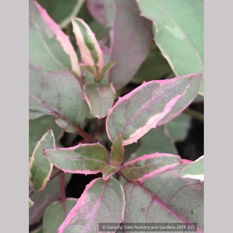 Perennials ~ Fuchsia 'Gracilis Tricolor', Tricolor Fuchsia ~ Dancing Oaks Nursery and Gardens ~ Retail Nursery ~ Mail Order Nursery