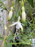 Fuchsia 'Hawkshead'