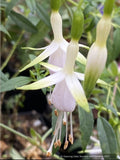 Fuchsia 'Hawkshead'