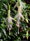 Fuchsia 'Hawkshead'