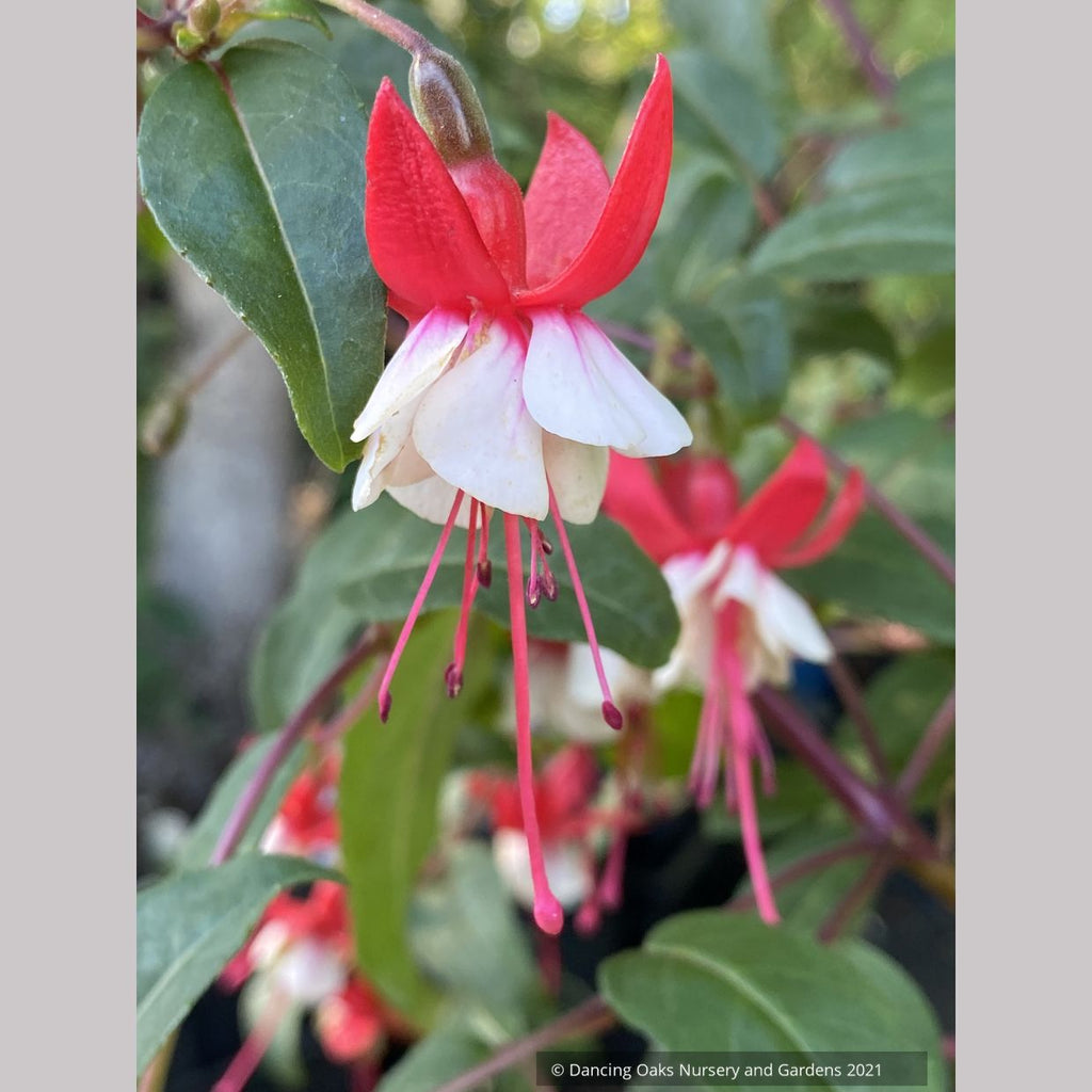 Fuchsia 'Jingle Bells' Dancing Oaks Nursery and Gardens
