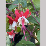 Perennials ~ Fuchsia 'Jingle Bells' ~ Dancing Oaks Nursery and Gardens ~ Retail Nursery ~ Mail Order Nursery