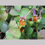 Perennials ~ Fuchsia procumbens, Trailing Fuchsia ~ Dancing Oaks Nursery and Gardens ~ Retail Nursery ~ Mail Order Nursery
