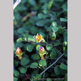 Perennials ~ Fuchsia procumbens, Trailing Fuchsia ~ Dancing Oaks Nursery and Gardens ~ Retail Nursery ~ Mail Order Nursery