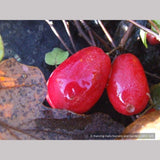 Perennials ~ Fuchsia procumbens, Trailing Fuchsia ~ Dancing Oaks Nursery and Gardens ~ Retail Nursery ~ Mail Order Nursery