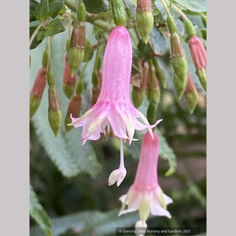 Perennials ~ Fuchsia 'Rijs 2001' (syn Rys), Fuchsia ~ Dancing Oaks Nursery and Gardens ~ Retail Nursery ~ Mail Order Nursery