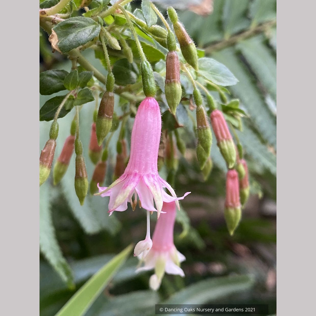 Fuchsia 'Rijs 2001' (syn Rys), Fuchsia – Dancing Oaks Nursery and