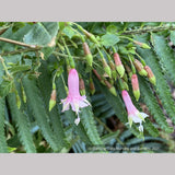 Perennials ~ Fuchsia 'Rijs 2001' (syn Rys), Fuchsia ~ Dancing Oaks Nursery and Gardens ~ Retail Nursery ~ Mail Order Nursery