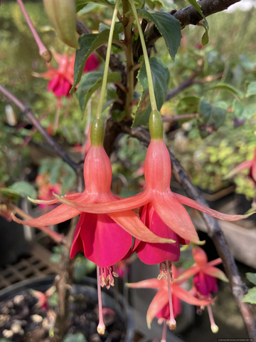 Perennials ~ Fuchsia 'Thomasina', Hardy Fuchsia ~ Dancing Oaks Nursery and Gardens ~ Retail Nursery ~ Mail Order Nursery