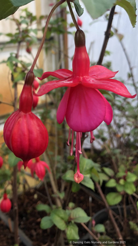 Perennials ~ Fuchsia 'Voltaire', Hardy Fuchsia ~ Dancing Oaks Nursery and Gardens ~ Retail Nursery ~ Mail Order Nursery