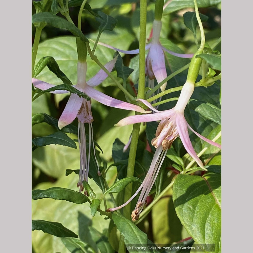 Fuchsia magellanica 'Natales Rose', syn. Fuchsia magellanica 'Alba