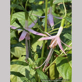 Fuchsia magellanica 'Natales Rose', syn. Fuchsia magellanica 'Alba'