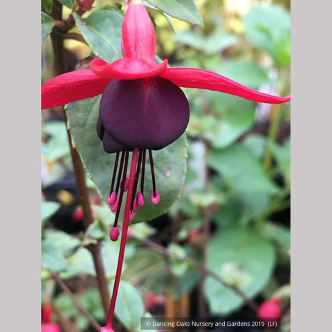 Shrubs ~ Fuchsia 'DebRon's Black Cherry', Hardy Fuchsia ~ Dancing Oaks Nursery and Gardens ~ Retail Nursery ~ Mail Order Nursery