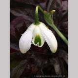 Bulbs & Tubers ~ Galanthus 'Hippolyta', Snowdrop ~ Dancing Oaks Nursery and Gardens ~ Retail Nursery ~ Mail Order Nursery
