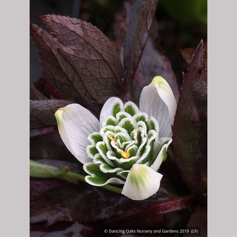 Bulbs & Tubers ~ Galanthus 'Hippolyta', Snowdrop ~ Dancing Oaks Nursery and Gardens ~ Retail Nursery ~ Mail Order Nursery