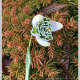 Bulbs & Tubers ~ Galanthus 'Hippolyta', Snowdrop ~ Dancing Oaks Nursery and Gardens ~ Retail Nursery ~ Mail Order Nursery