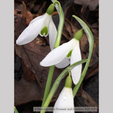 Bulbs & Tubers ~ Galanthus 'Sam Arnott', Snowdrop ~ Dancing Oaks Nursery and Gardens ~ Retail Nursery ~ Mail Order Nursery