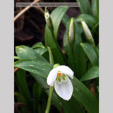 Bulbs & Tubers ~ Galanthus woronowii (syn. ikariae), Russian Snowdrop ~ Dancing Oaks Nursery and Gardens ~ Retail Nursery ~ Mail Order Nursery