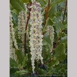 Shrubs ~ Garrya elliptica 'James Roof', Silk Tassel Bush or Quinine Bush ~ Dancing Oaks Nursery and Gardens ~ Retail Nursery ~ Mail Order Nursery