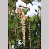 Shrubs ~ Garrya elliptica 'James Roof', Silk Tassel Bush or Quinine Bush ~ Dancing Oaks Nursery and Gardens ~ Retail Nursery ~ Mail Order Nursery