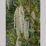 Shrubs ~ Garrya elliptica 'James Roof', Silk Tassel Bush or Quinine Bush ~ Dancing Oaks Nursery and Gardens ~ Retail Nursery ~ Mail Order Nursery