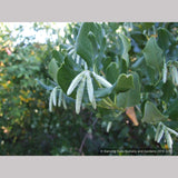 Shrubs ~ Garrya elliptica 'James Roof', Silk Tassel Bush or Quinine Bush ~ Dancing Oaks Nursery and Gardens ~ Retail Nursery ~ Mail Order Nursery