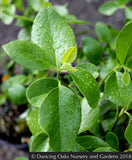 Shrubs ~ Garrya fremontii, Bear Brush or Fremont Silktassel ~ Dancing Oaks Nursery and Gardens ~ Retail Nursery ~ Mail Order Nursery