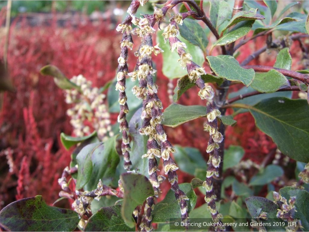 Shrubs ~ Garrya x issaquahensis 'Glasnevin Wine', Silk Tassel ~ Dancing Oaks Nursery and Gardens ~ Retail Nursery ~ Mail Order Nursery