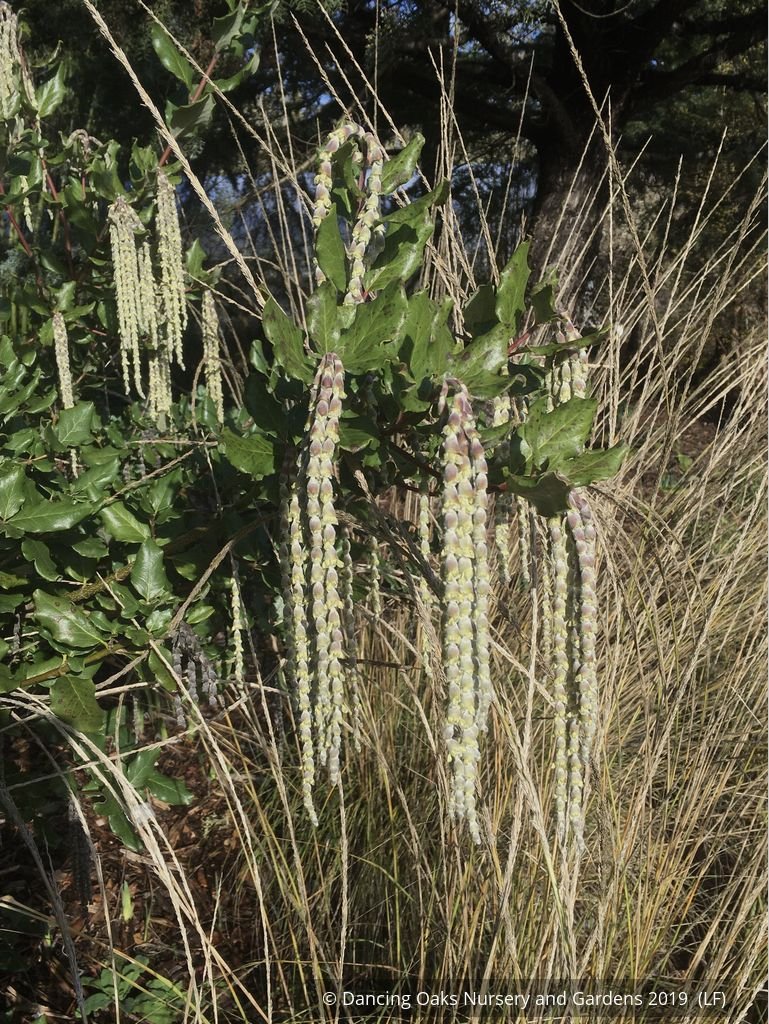 Shrubs ~ Garrya elliptica 'Siskiyou Jade', Silk Tassel ~ Dancing Oaks Nursery and Gardens ~ Retail Nursery ~ Mail Order Nursery