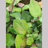 Shrubs ~ Gaultheria shallon, Salal ~ Dancing Oaks Nursery and Gardens ~ Retail Nursery ~ Mail Order Nursery