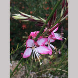 Perennials ~ Gaura lindheimeri 'Rosy Jane' PP22,290, Wand Flower ~ Dancing Oaks Nursery and Gardens ~ Retail Nursery ~ Mail Order Nursery