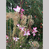Perennials ~ Gaura lindheimeri 'Rosy Jane' PP22,290, Wand Flower ~ Dancing Oaks Nursery and Gardens ~ Retail Nursery ~ Mail Order Nursery